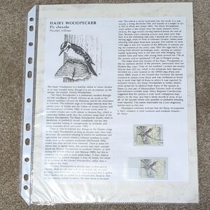Hairy Woodpecker Postage Stamps And Information Sheet